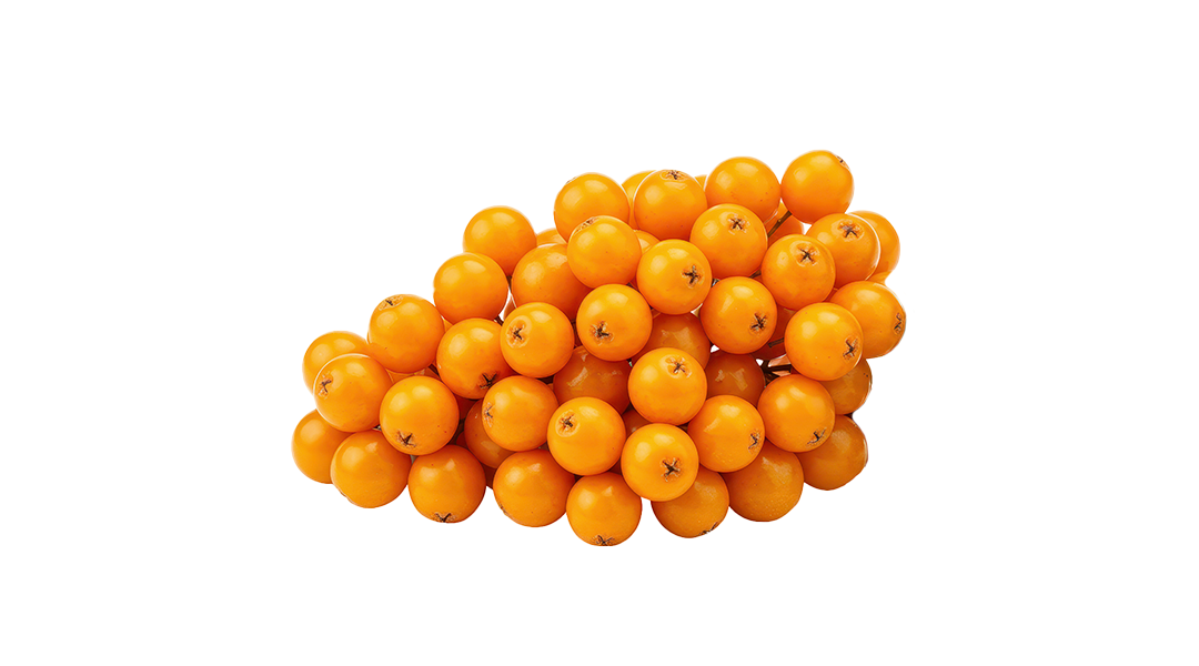 Sea Buckthorn